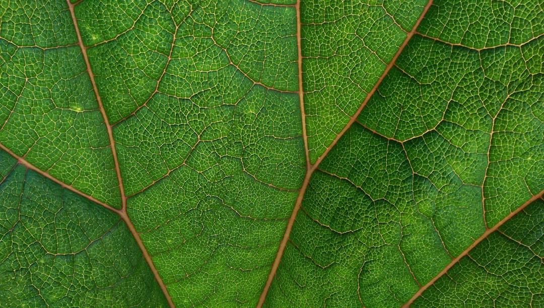 Keeping Your Office Sustainability Goals on Track with Eco-Friendly Carpet Care