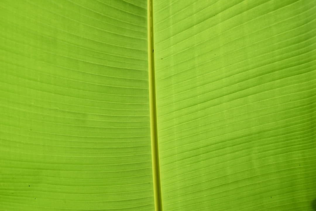 Sustainable Cleaning: Eco-Friendly Carpet Care Practices