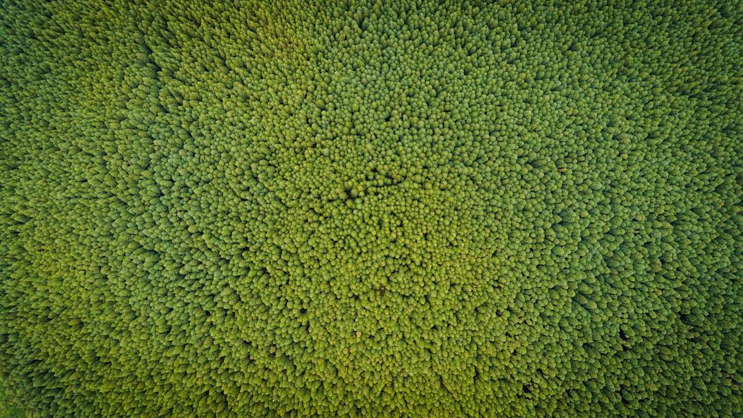 Sustainable Cleaning: How to Make Your Office Eco-Friendly